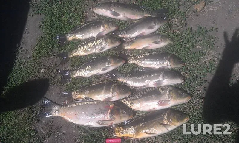 Carp — Berdyanka, Jun 19, 2016