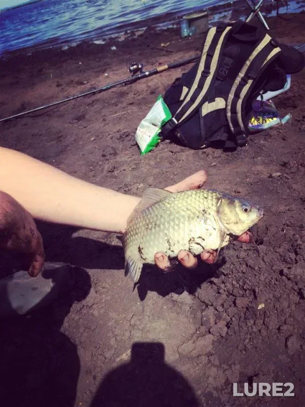 Crucian carp — Yushatyrskoye, May 07, 2016