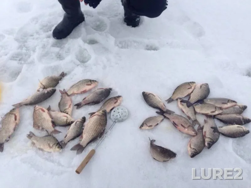 Crucian carp — Yushatyrskoye, Mar 26, 2016