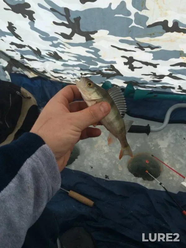 Perch, Roach — Chernovskoye, Mar 21, 2016