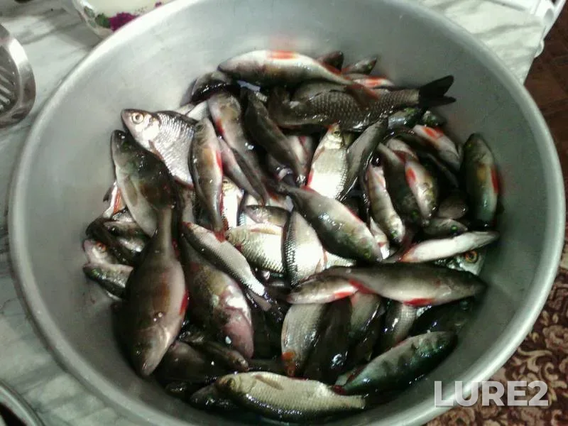 Crucian carp, Perch — Buraninskoye, Feb 28, 2016