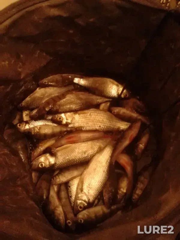 Perch, Roach — Samara, Jan 03, 2016