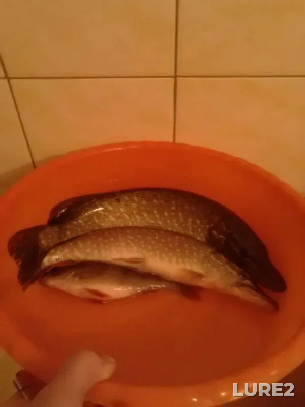Perch, Pike — Donguz, Dec 23, 2015