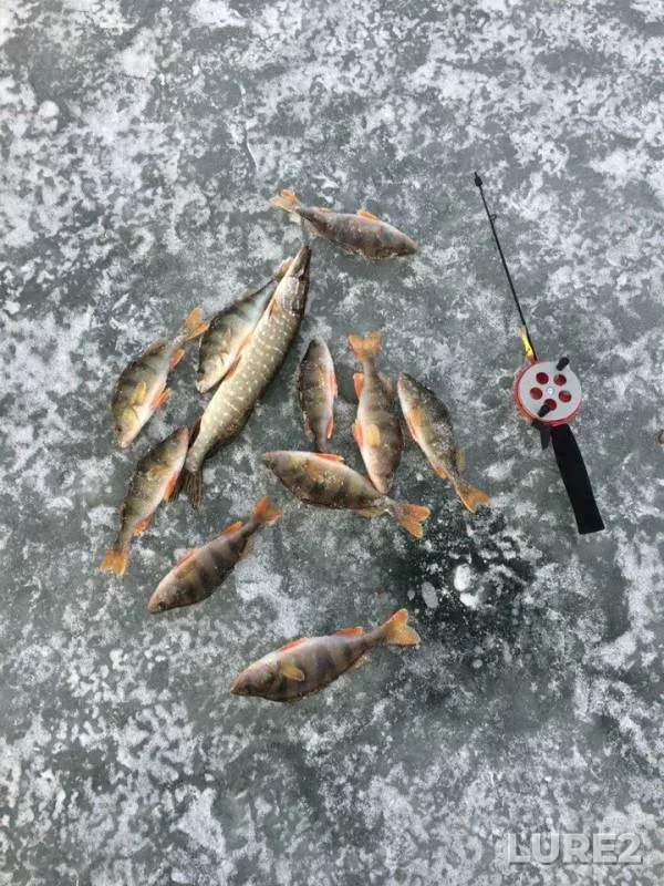 Perch, Pike — Orenburgskaya oblast, Dec 12, 2015