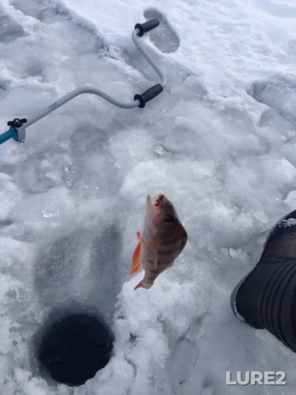 Perch, Roach — Zhayyқ - Ural, Nov 23, 2015