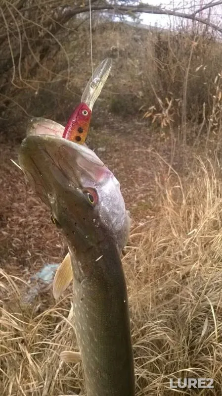 Pike — Staritsa, Nov 01, 2015