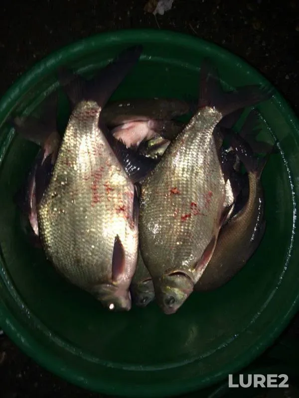 Bream — Zhayyқ - Ural, Oct 26, 2015