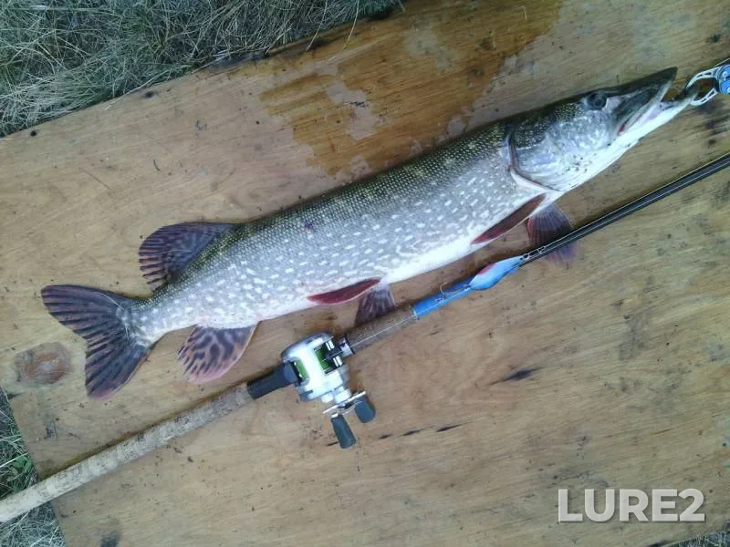 Pike — Zhayyқ - Ural, Oct 18, 2015
