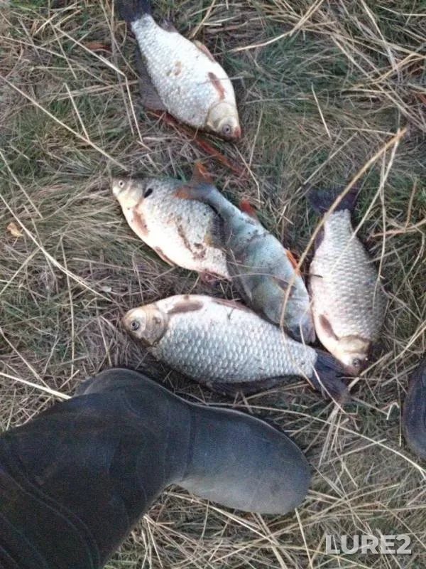 Crucian carp, Perch — Bolshoy Yushatyr, Oct 01, 2015