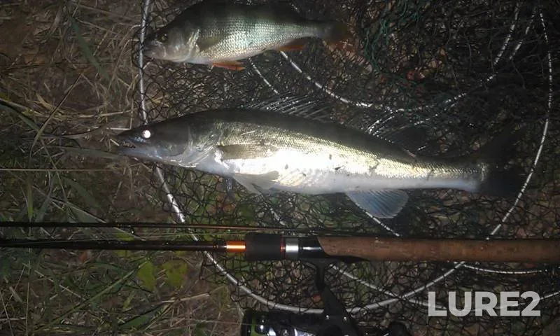 Perch, Zander — Zhayyқ - Ural, Sep 14, 2015
