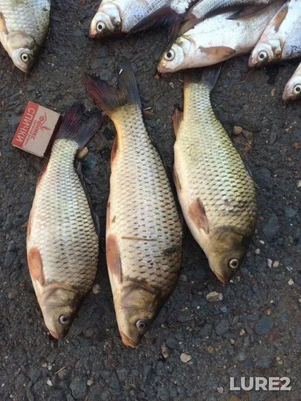 Bream, Crucian carp — Chernovskoye, Sep 05, 2015