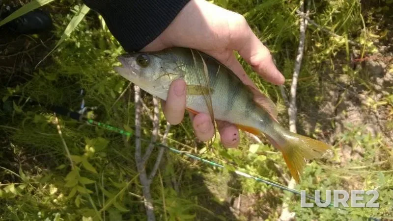 Perch, Pike — Zhayyқ - Ural, Sep 01, 2015