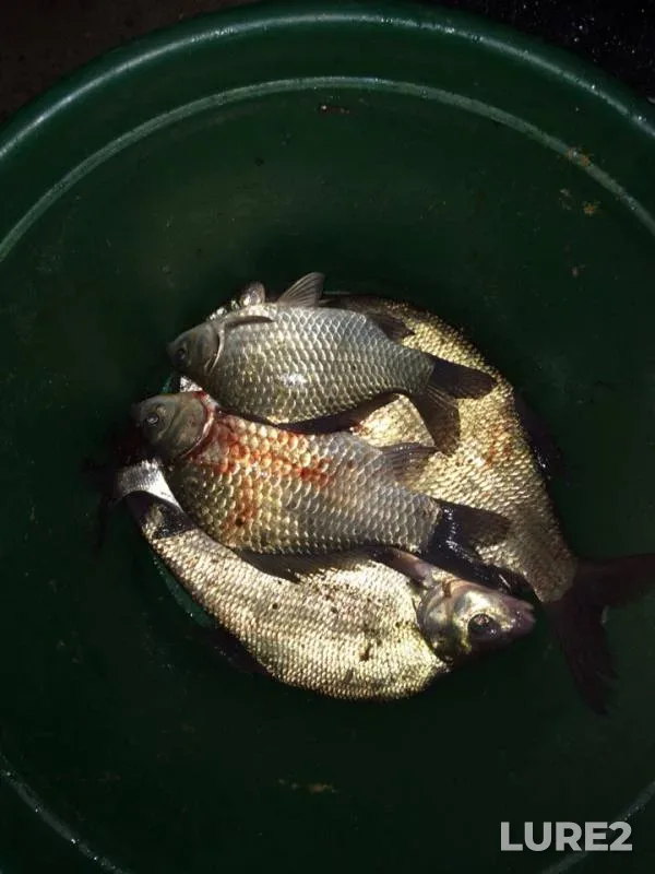 Bream, Crucian carp — Zhayyқ - Ural, Aug 01, 2015