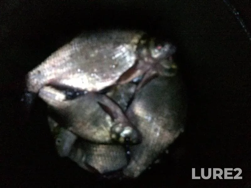 Bream — Zhayyқ - Ural, Jul 16, 2015