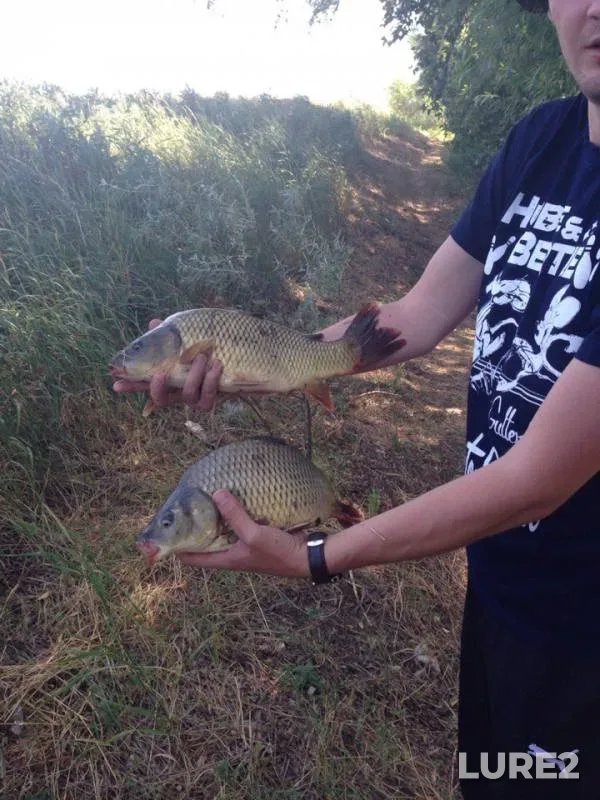 Crucian carp — Orenburgskaya oblast, Jul 10, 2015