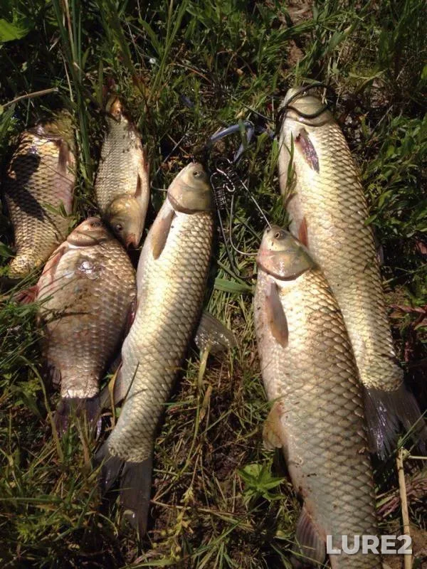 Carp, Crucian carp — Berdyanka, Jul 03, 2015