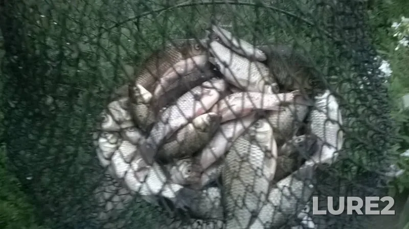 Crucian carp — Zhayyқ - Ural, Jun 27, 2015