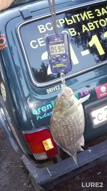 Crucian carp — Zhayyқ - Ural, Jun 10, 2015