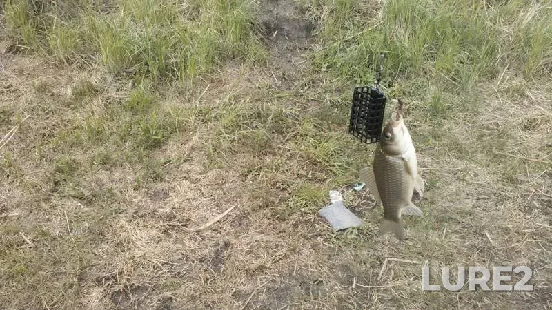 Crucian carp — Krugloye, May 20, 2015