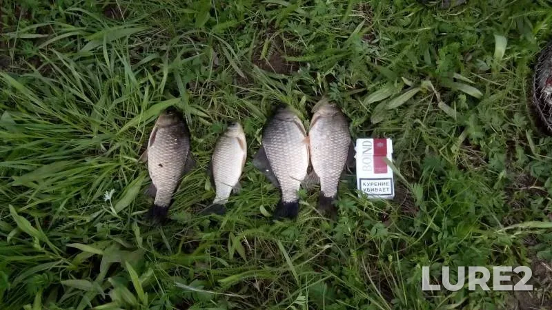 Crucian carp, Roach — Lebyazhye, May 11, 2015