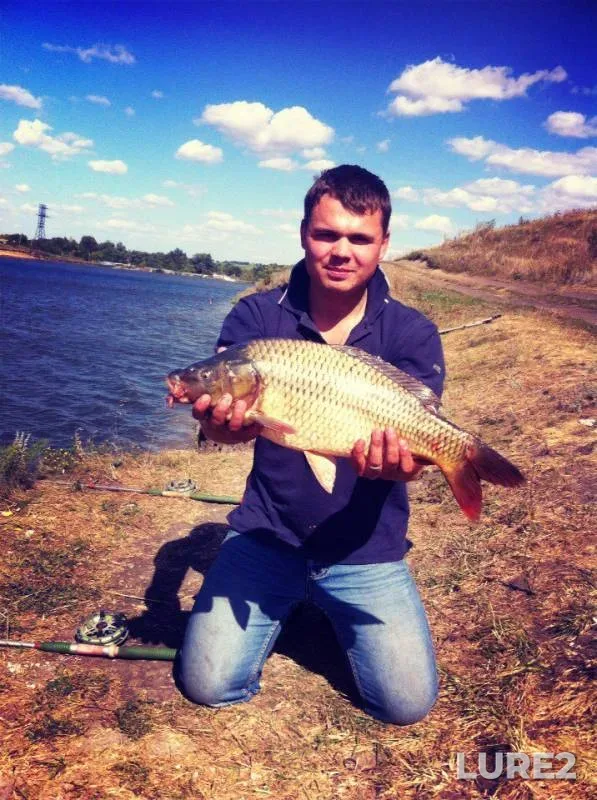 Carp — Kurskaya oblast, Aug 31, 2015