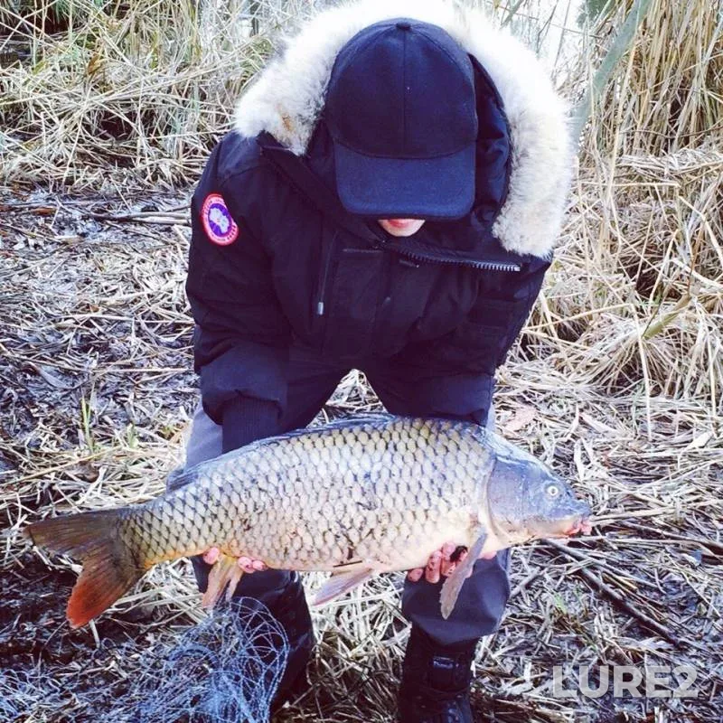 Carp — Kiїvska oblast, Apr 05, 2015