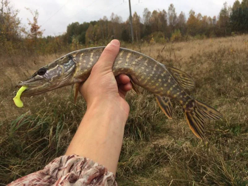 Щука