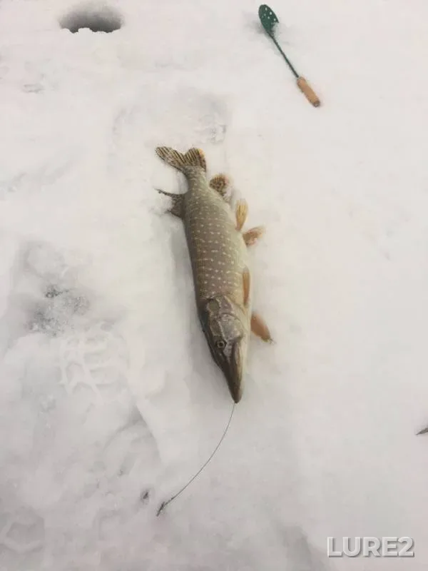 Pike — Voronezhskaya oblast, Dec 24, 2016