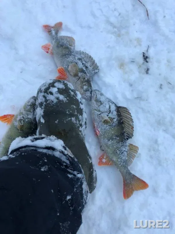 Perch — Nyargiyugan, Nov 08, 2019