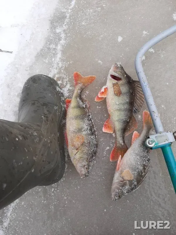 Perch — Khugot, Nov 01, 2019