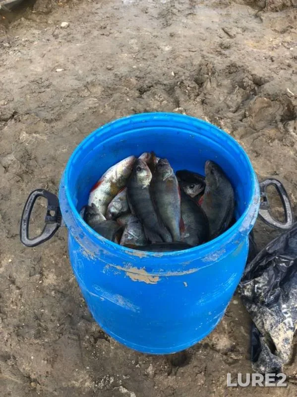 Perch — Lamskaya, Sep 17, 2019