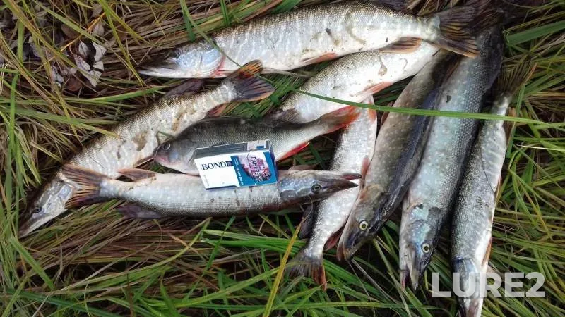 Perch, Pike — protoka Mogottevymposl, Sep 12, 2019