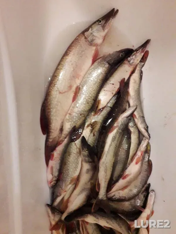 Pike — protoka Aleshkinskaya, Sep 09, 2019