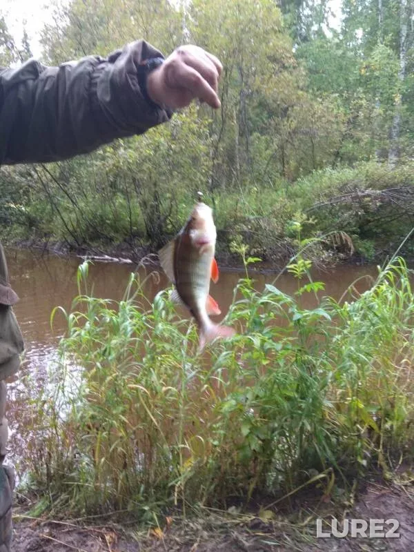 Perch — Khatasyugan, Sep 03, 2019