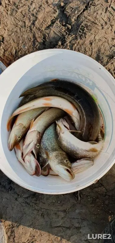 Pike — protoka Mogottevymposl, Aug 22, 2019