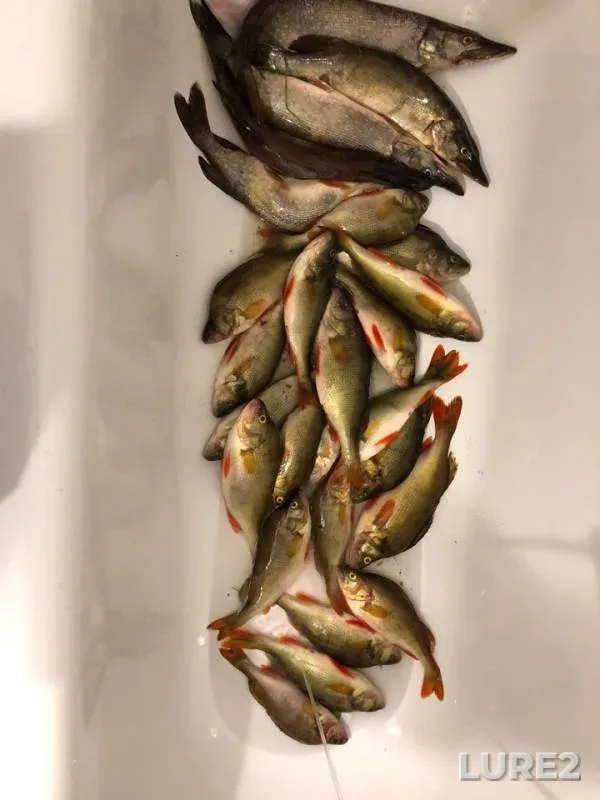 Perch, Pike — Khatasyugan, Aug 10, 2019