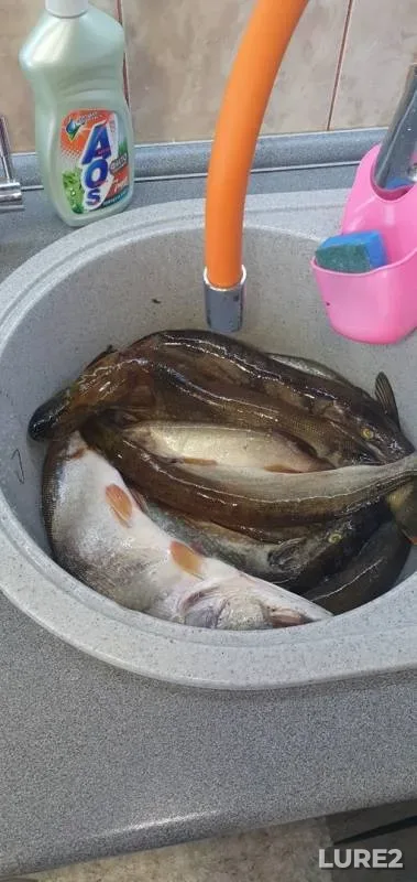 Pike — Khatasyugan, Aug 10, 2019