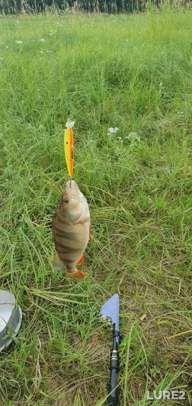 Perch, Pike — Khatasyugan, Aug 05, 2019