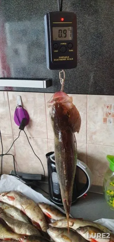 Perch, Pike — Khatasyugan, Aug 01, 2019