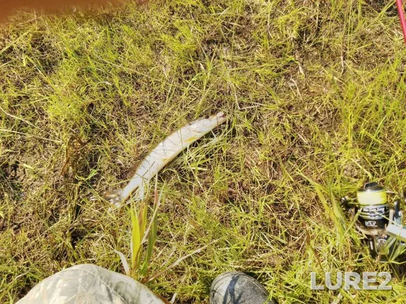 Pike — Krestyanskaya, Jul 13, 2019