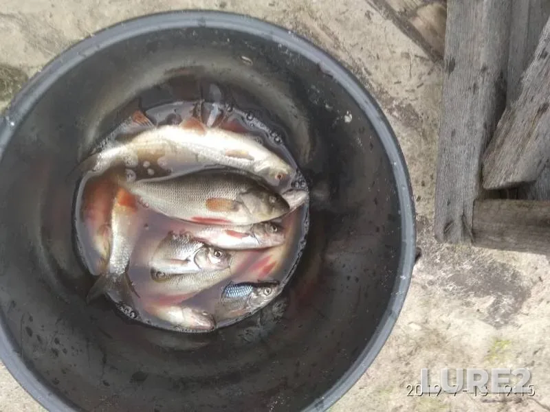 Perch, Roach — protoka Karemposl, Jul 13, 2019