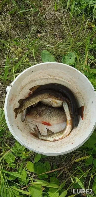 Pike — Nyagyn-Yugan, Jul 12, 2019