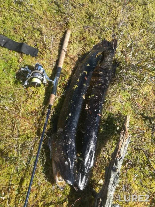 Perch, Pike — Khanty-Mansiyskiy avtonomnyy okrug — Yugra, Oktyabrskiy rayon, Jun 23, 2019