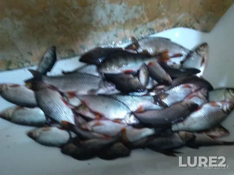 Perch, Roach — Un-Mukhyn-Tuv, May 27, 2019