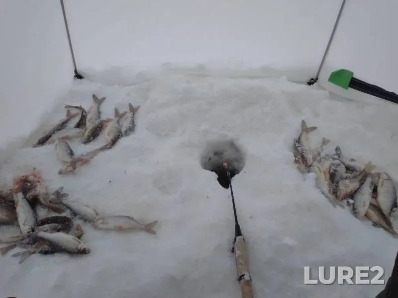 Roach — Khanty-Mansiyskiy avtonomnyy okrug — Yugra, Oktyabrskiy rayon, Mar 09, 2019