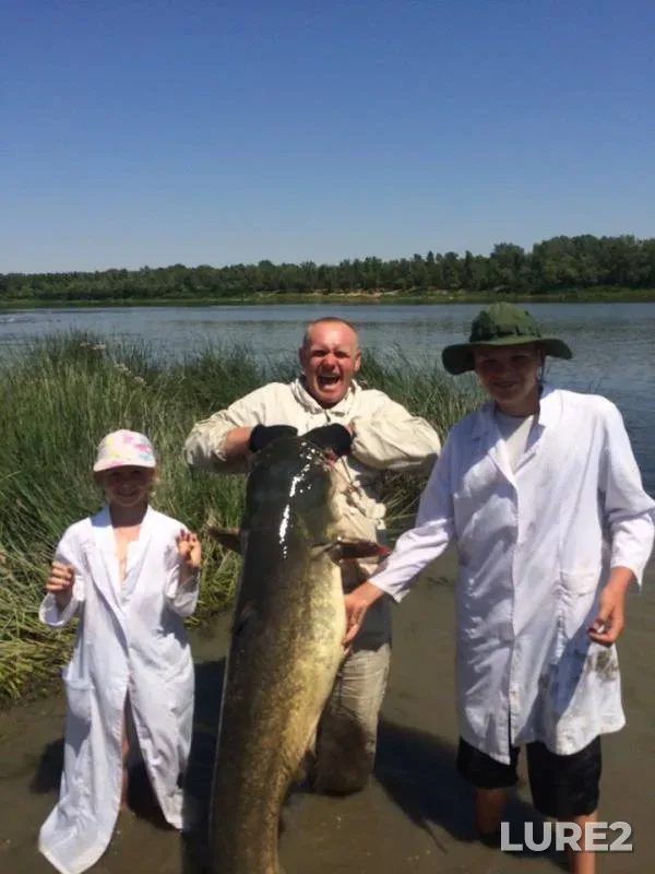 Wels catfish — Yenotayevka, Jul 01, 2015