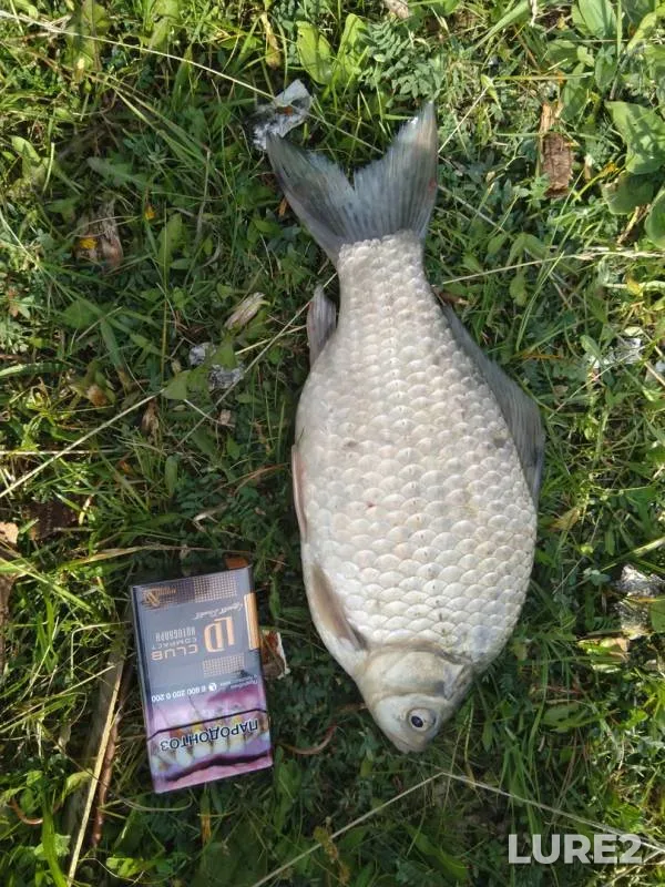 Crucian carp — Mokrusha, Aug 30, 2019