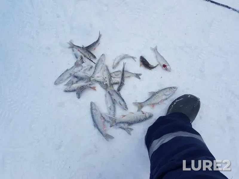 Perch, Roach — Un-Dautyugan, Feb 22, 2019