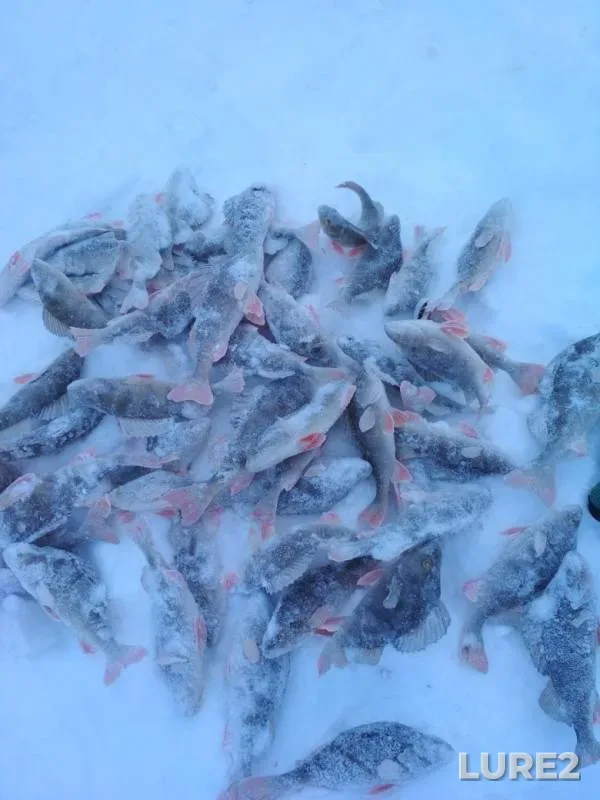 Perch — Un-Dautyugan, Jan 22, 2019
