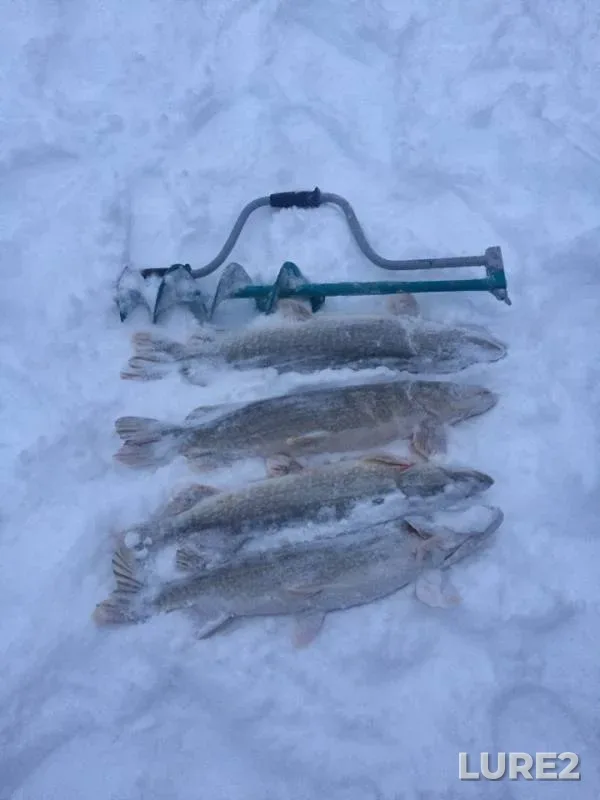 Pike — Chemashyugan, Jan 13, 2019